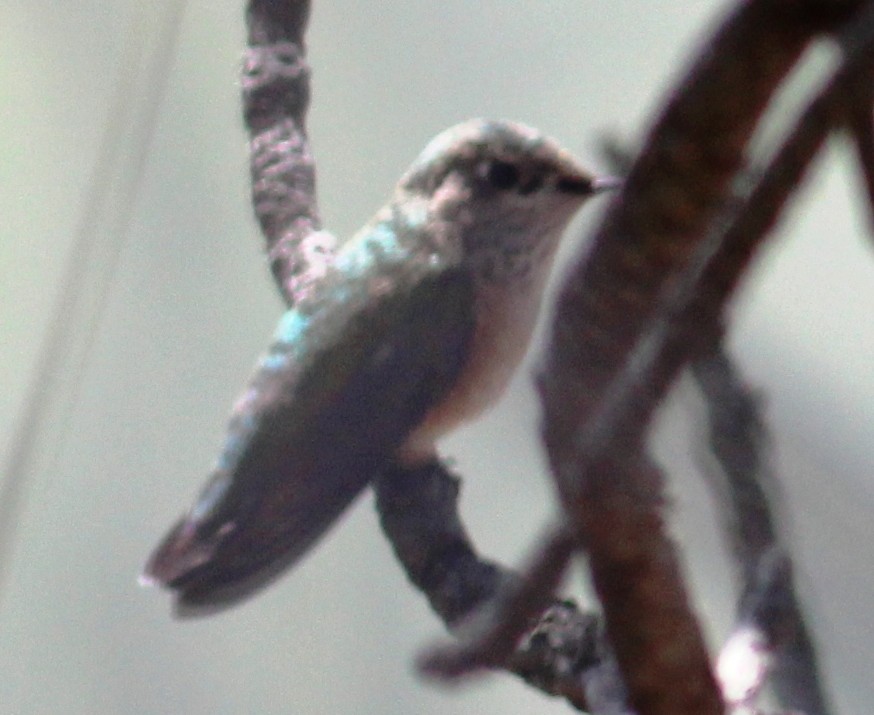 Calliope Hummingbird - ML129516301