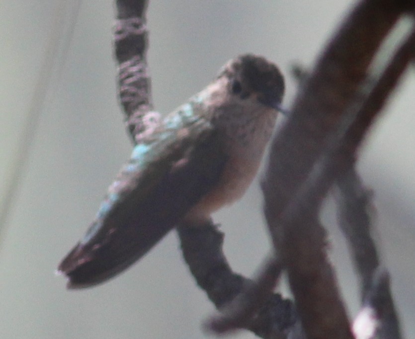 Calliope Hummingbird - ML129516311