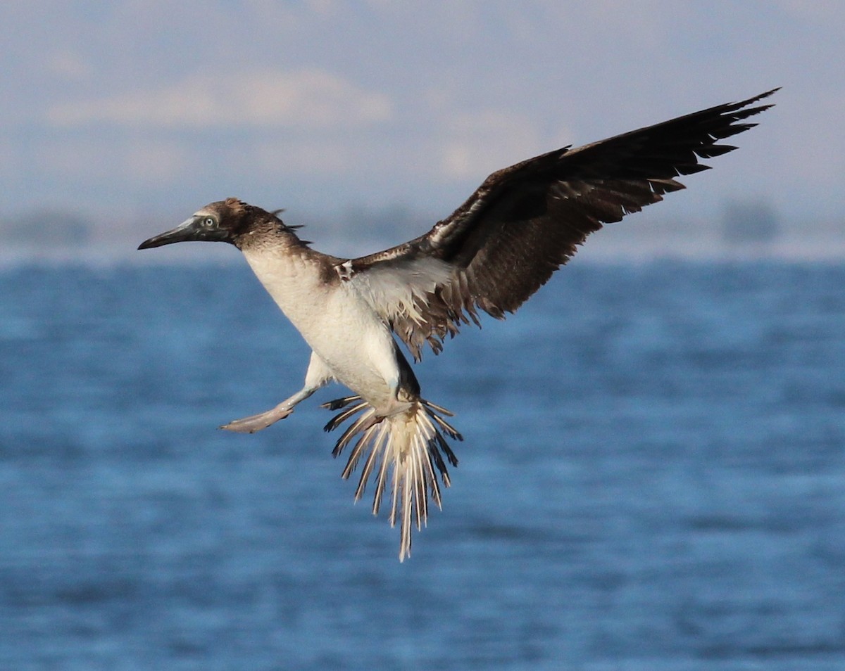 Blue-footed Booby - Tom Benson