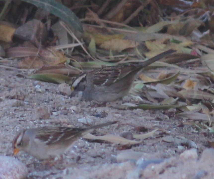 White-throated Sparrow - ML129519031
