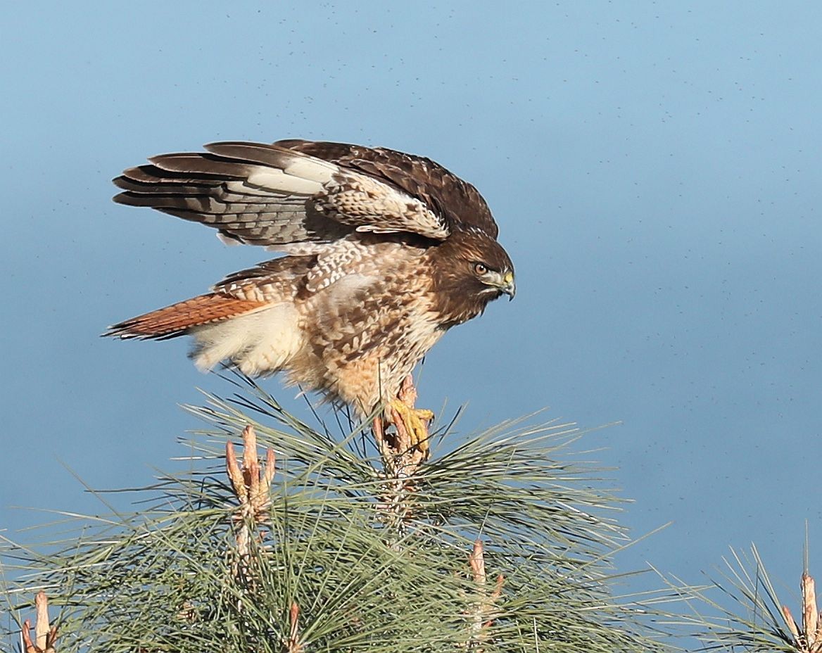 Red-tailed Hawk - ML129522671
