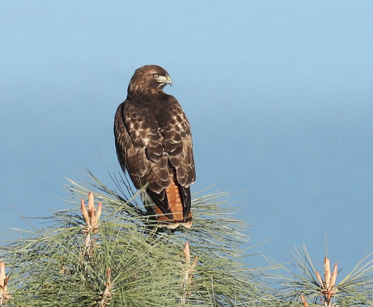 Red-tailed Hawk - ML129522921