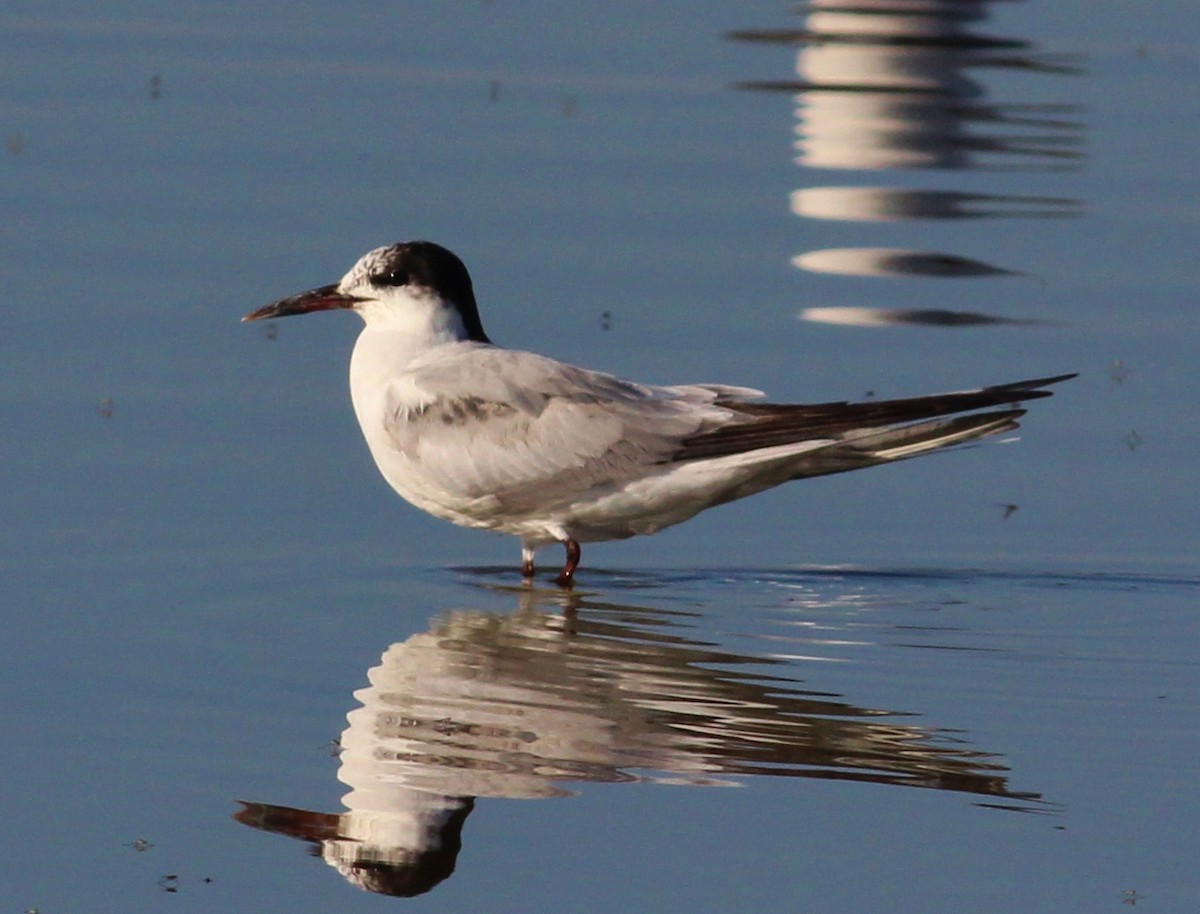 Common Tern - Tom Benson