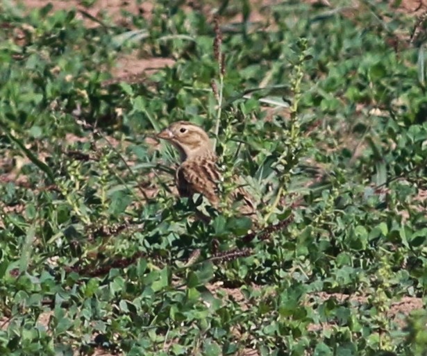 Thick-billed Longspur - ML129524441
