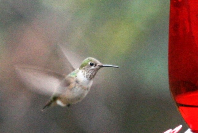 Calliope Hummingbird - ML129525951