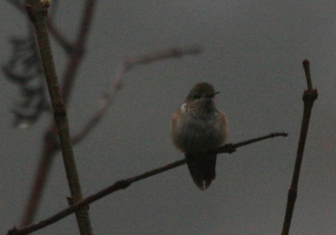 Calliope Hummingbird - ML129525971