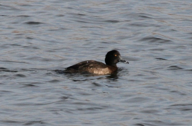 Tufted Duck - ML129526111