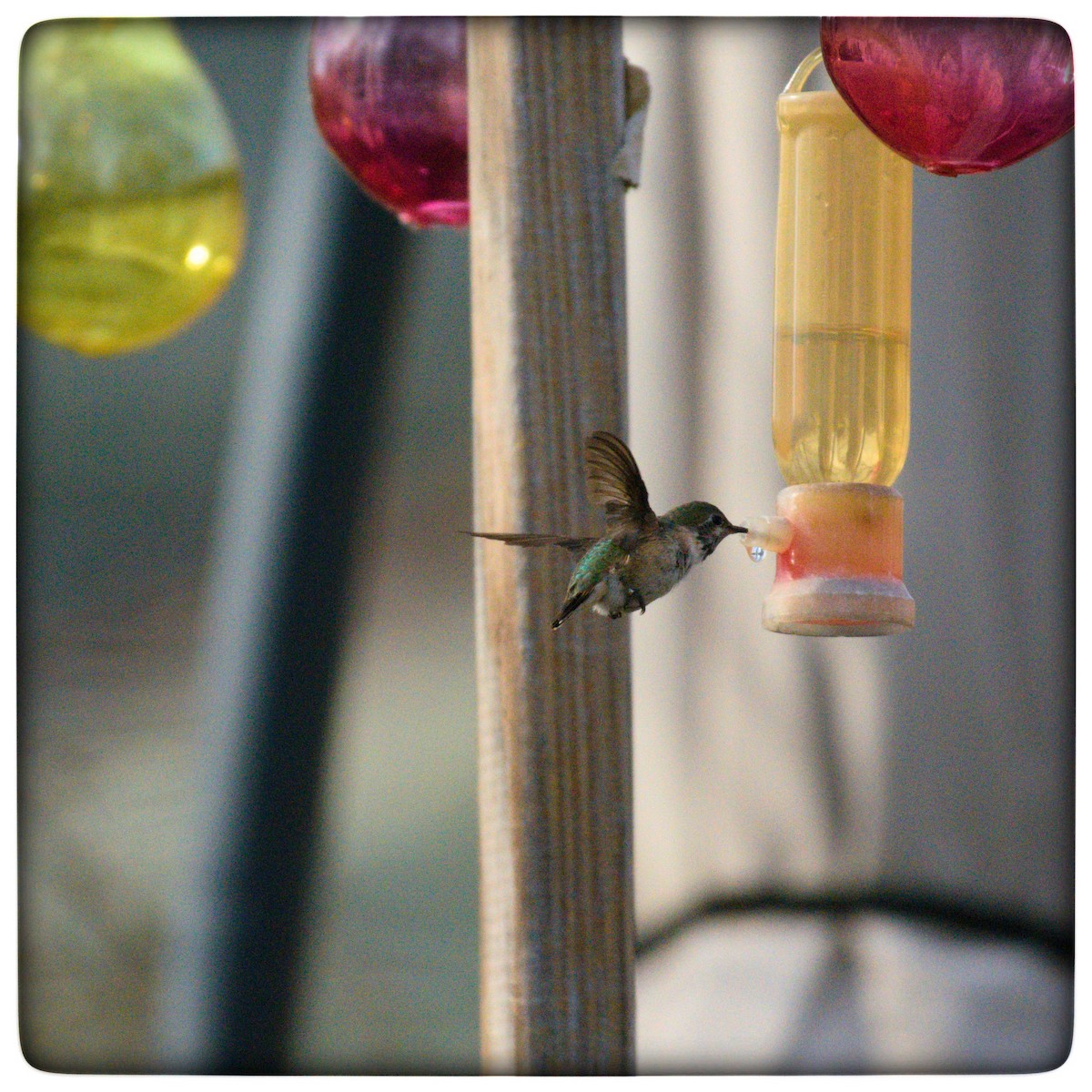Calliope Hummingbird - ML129526751