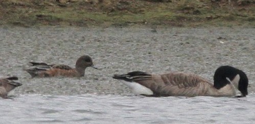 American Wigeon - Nancy Magnusson