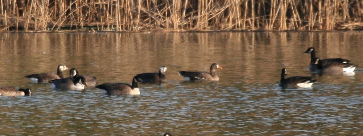 Greater White-fronted Goose - ML129527701
