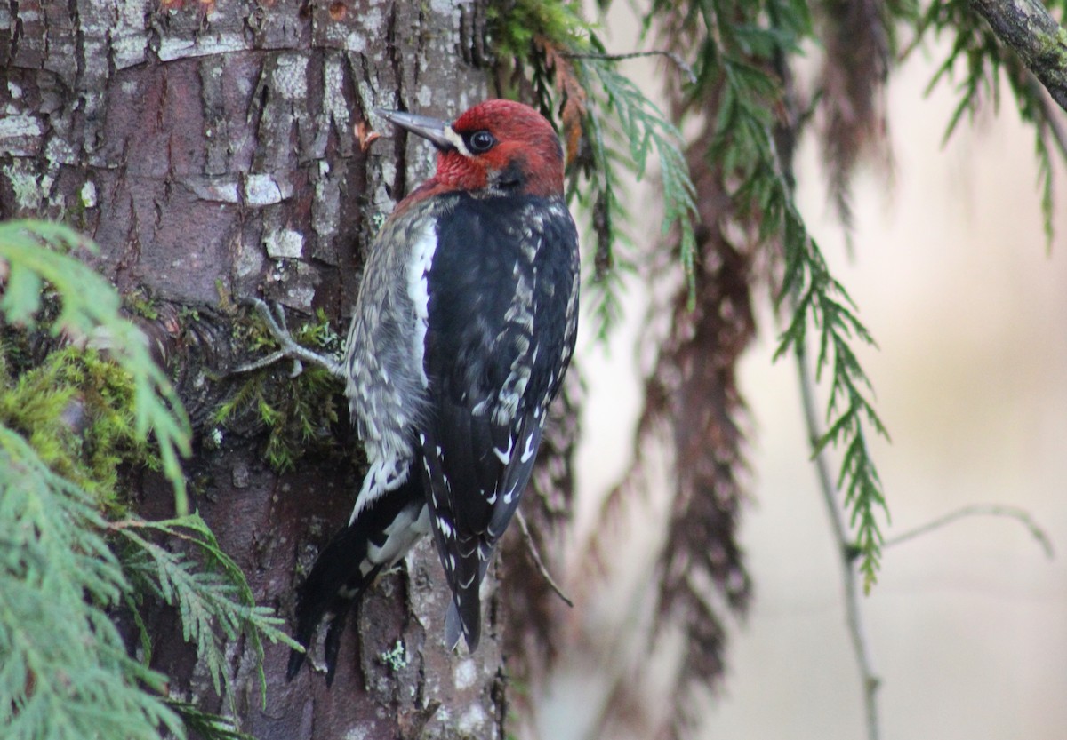 Red-naped x Red-breasted Sapsucker (hybrid) - Jon. Anderson