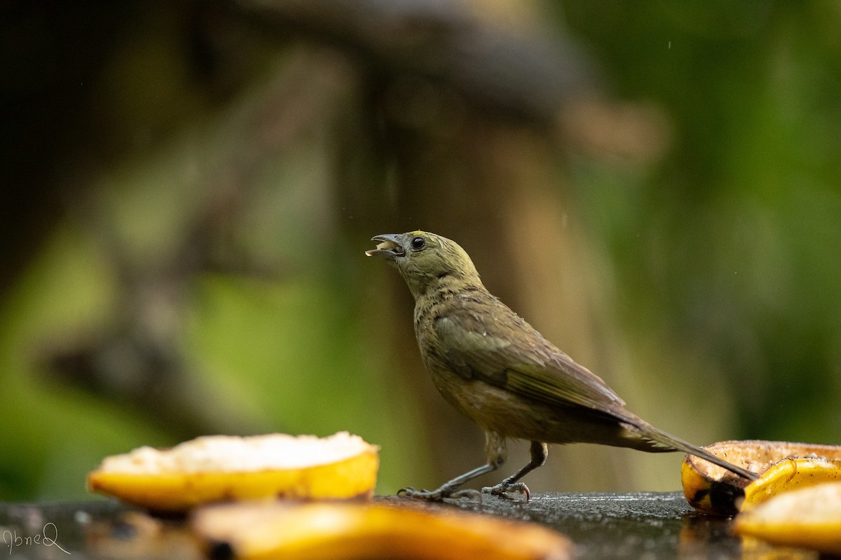Palm Tanager - ML129531961