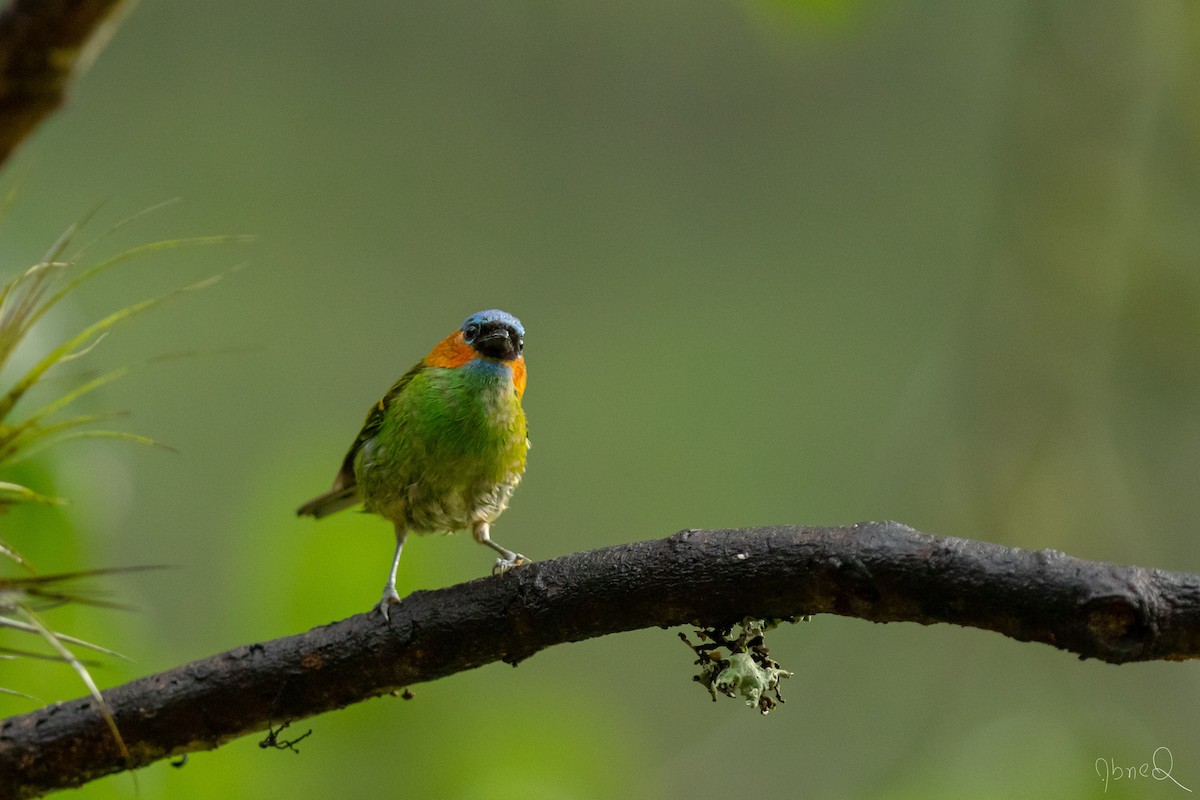 Red-necked Tanager - ML129533391