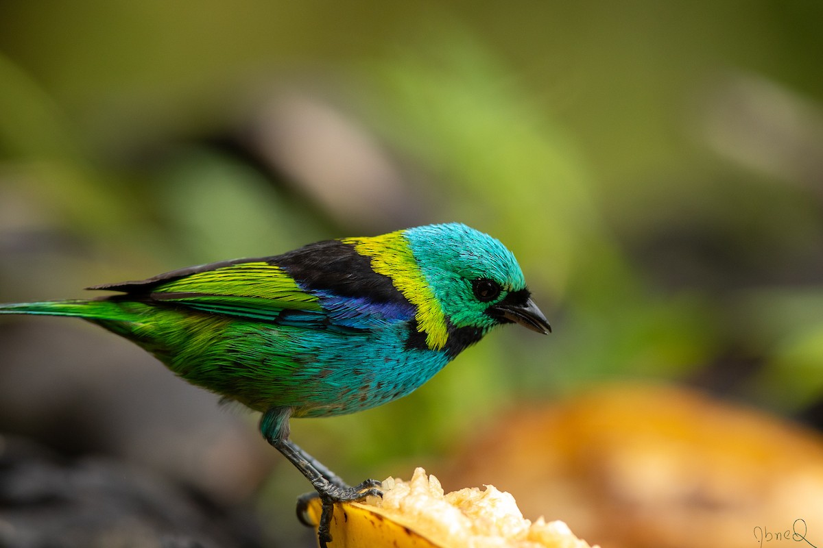 Green-headed Tanager - ML129533861