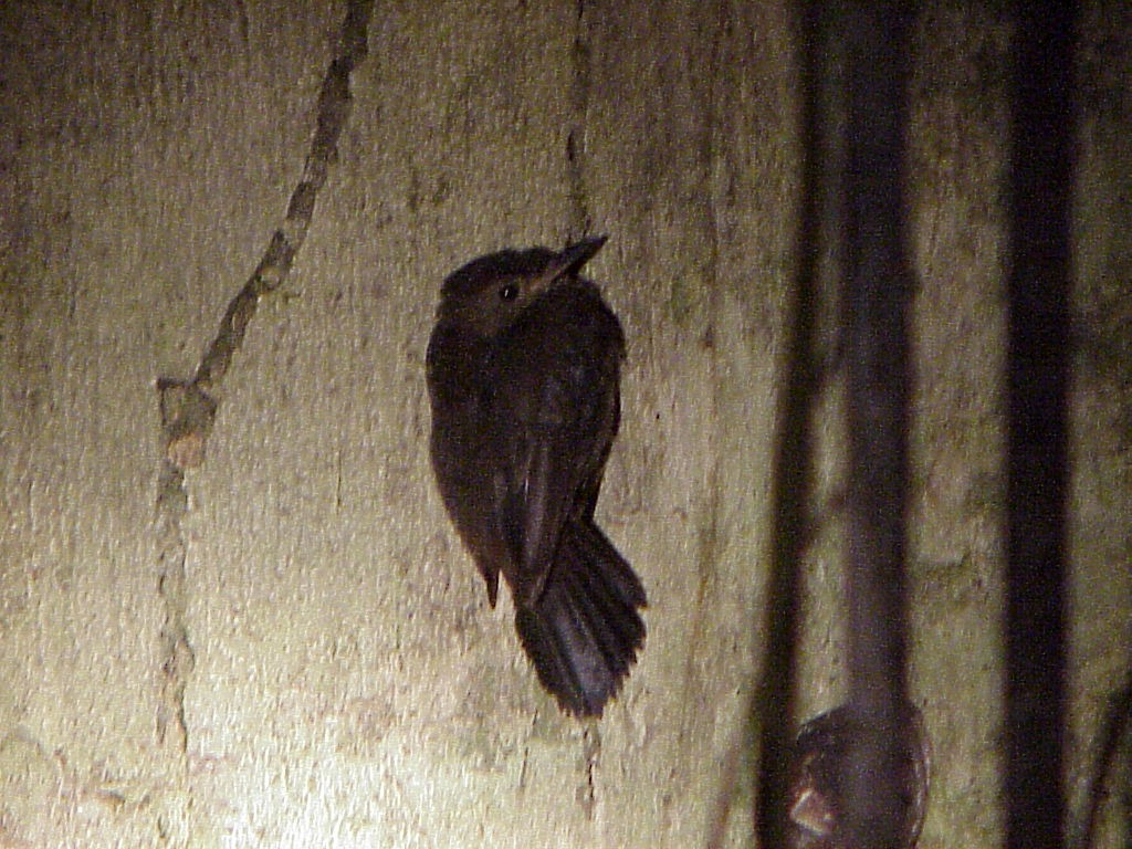 Black-tailed Leaftosser - Randall Siebert