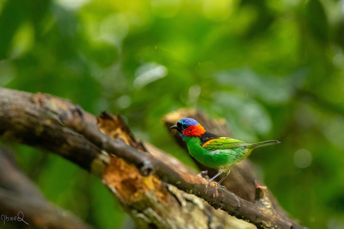 Red-necked Tanager - ML129535631