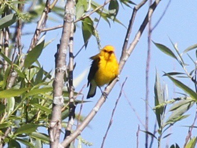 Prothonotary Warbler - ML129536241