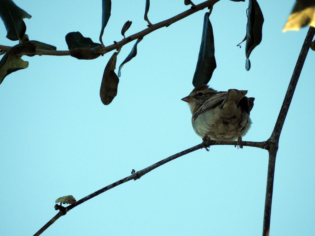 Savannah Sparrow - Luis Gonzalez