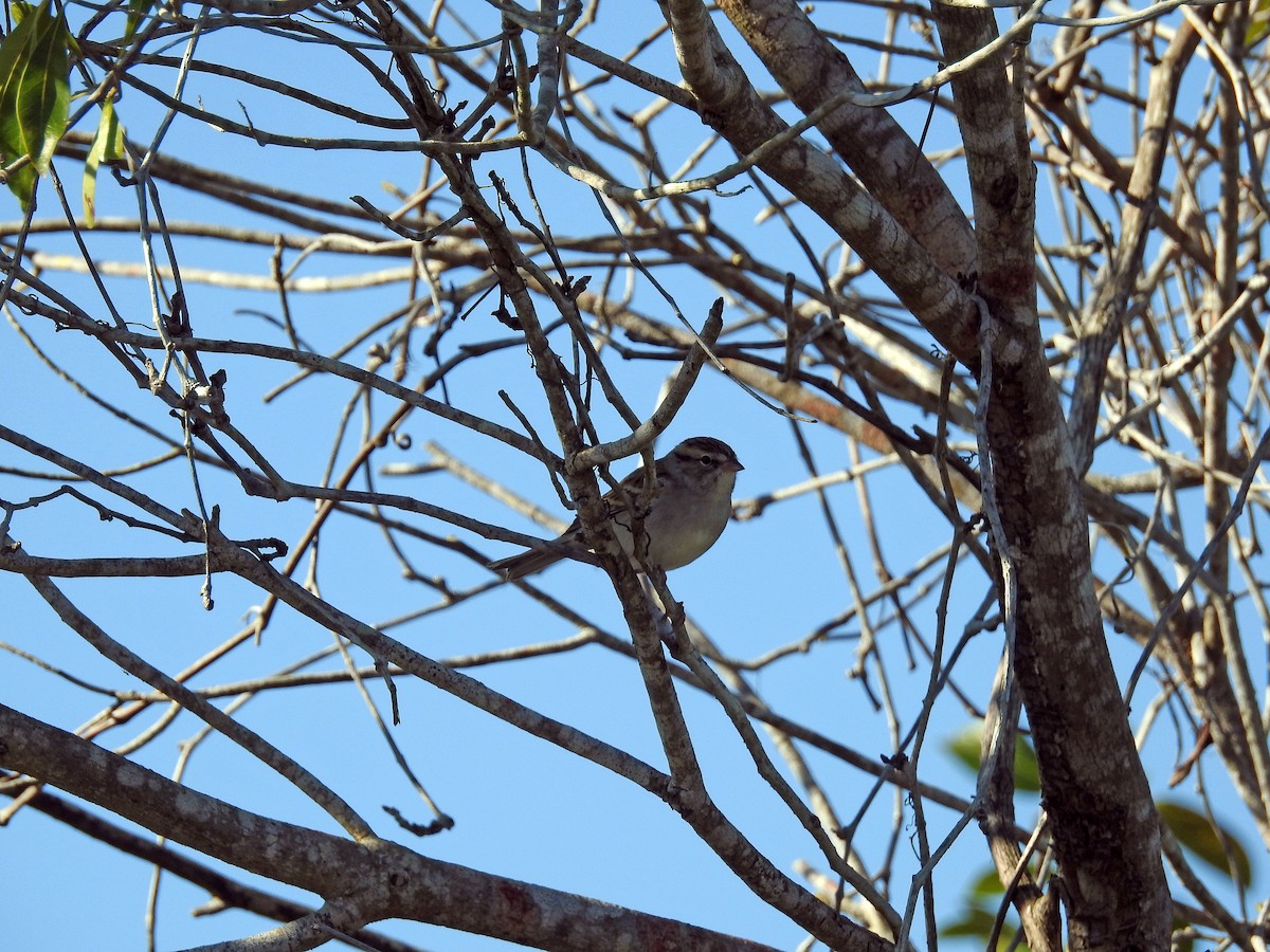 Chipping Sparrow - Luis Gonzalez