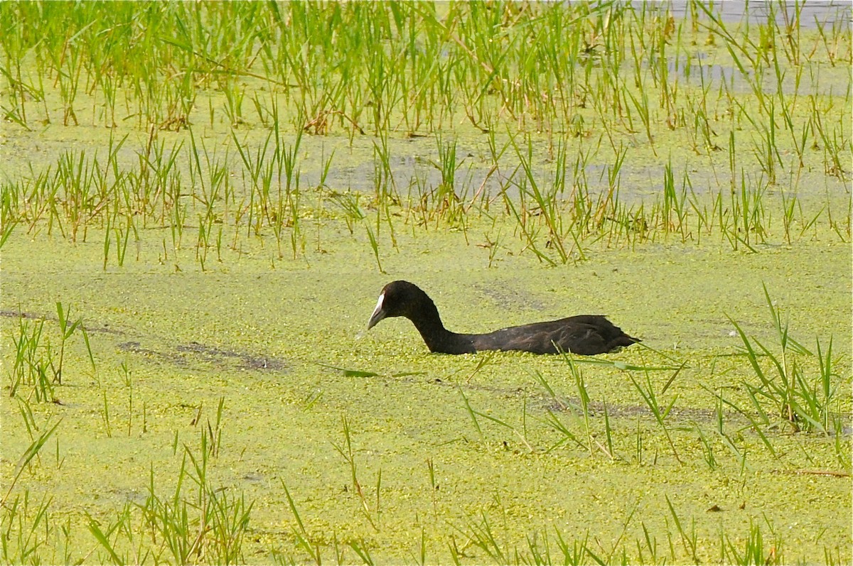 Red-knobbed Coot - ML129539311
