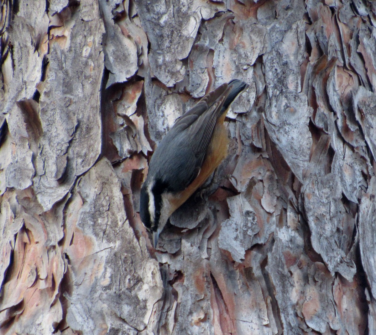 Red-breasted Nuthatch - Debbie and Mark Raven
