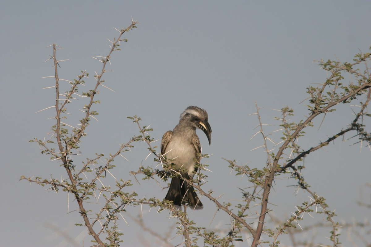 African Gray Hornbill - Don Roberson
