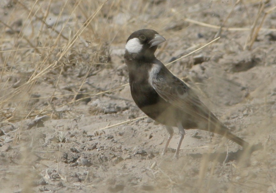 Gray-backed Sparrow-Lark - Don Roberson