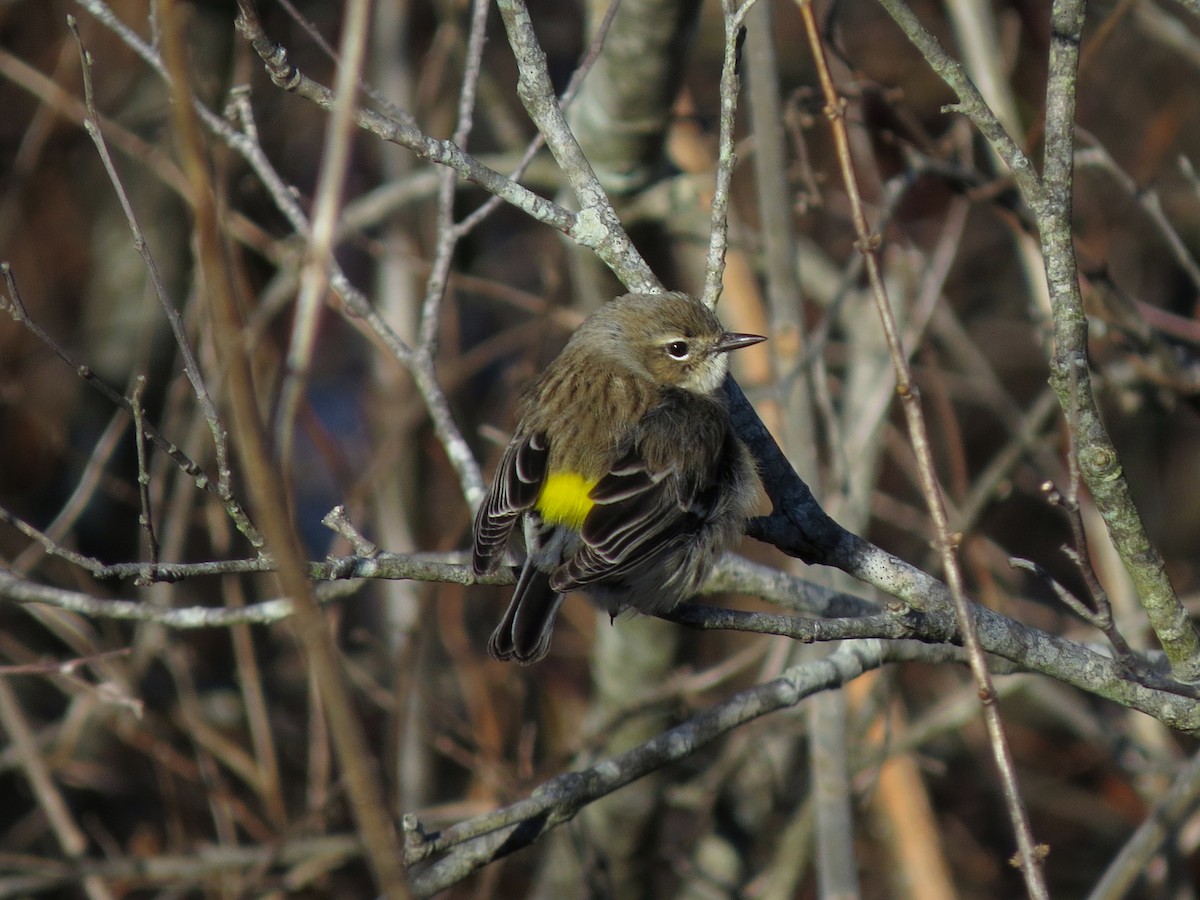 Yellow-rumped Warbler (Myrtle) - ML129546551