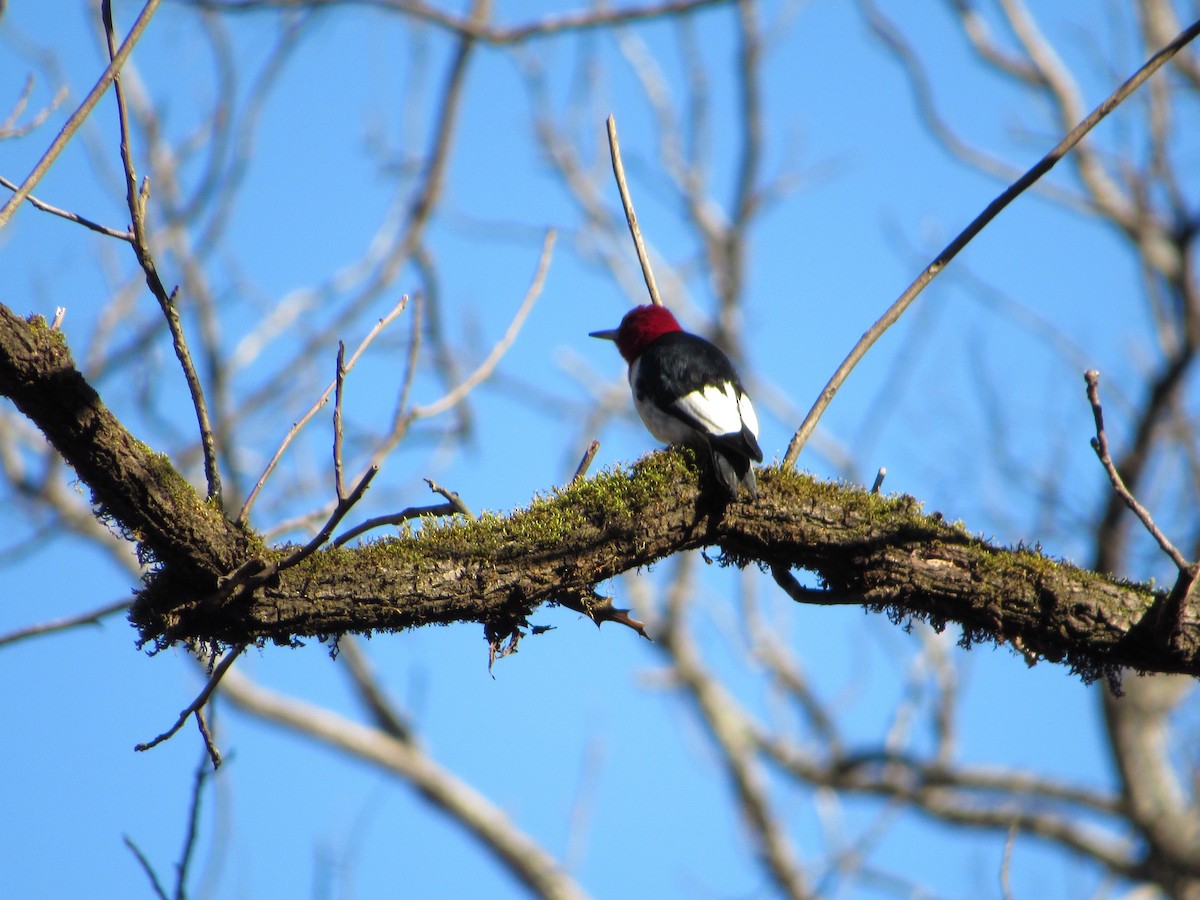 Red-headed Woodpecker - ML129553481