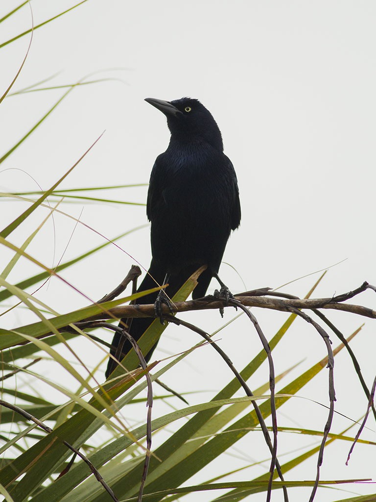 Great-tailed Grackle - ML129553561