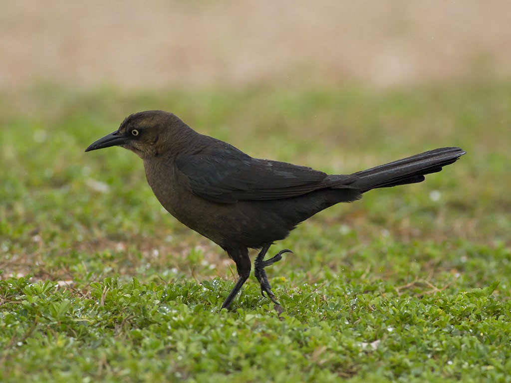 Great-tailed Grackle - ML129553581