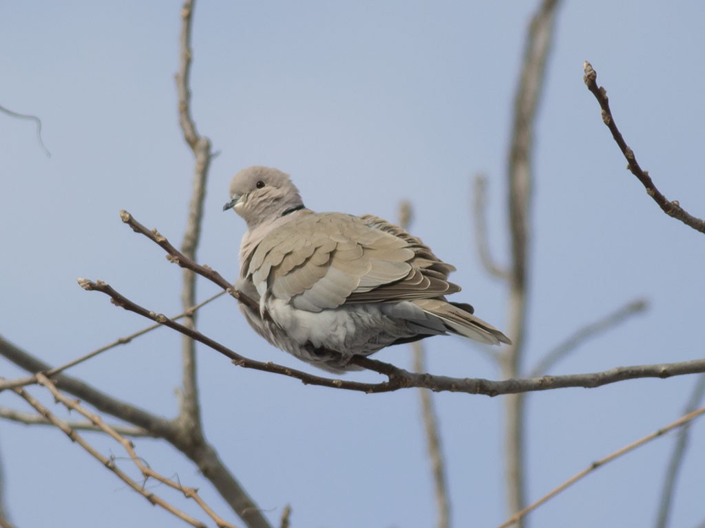 Eurasian Collared-Dove - ML129555521