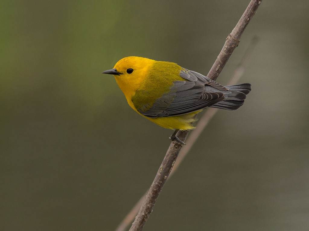 Prothonotary Warbler - Alex Eberts