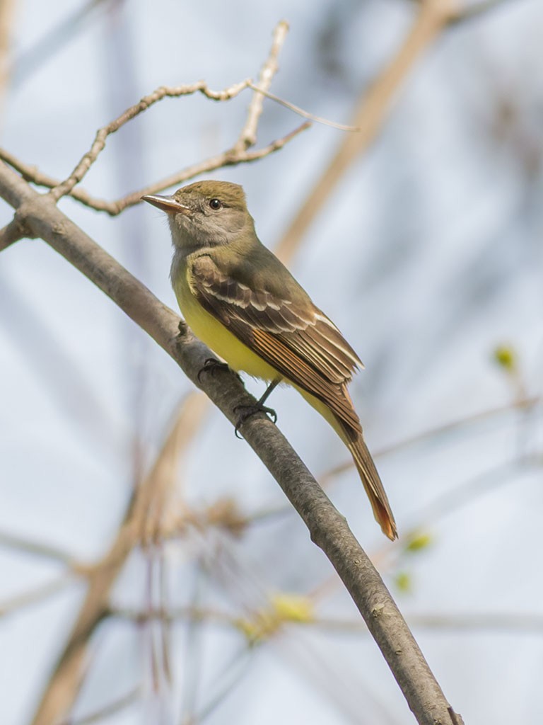 Great Crested Flycatcher - ML129557371