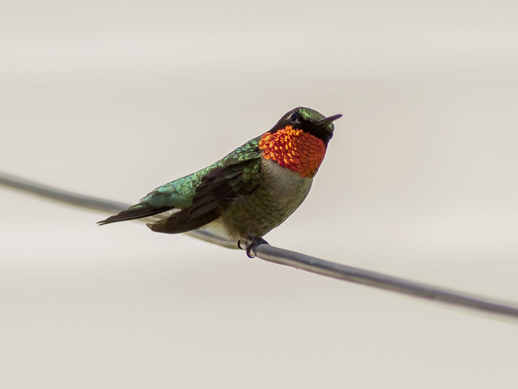Ruby-throated Hummingbird - ML129558721