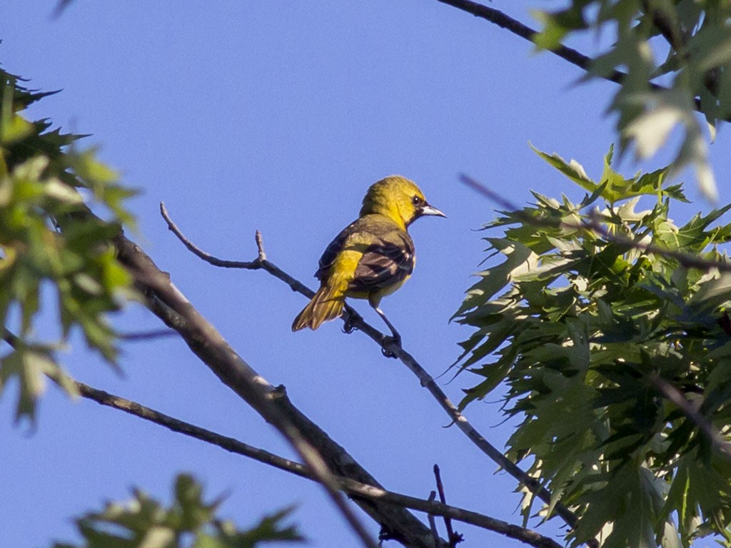 Orchard Oriole - ML129559241