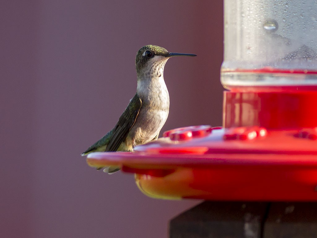 Ruby-throated Hummingbird - ML129559521