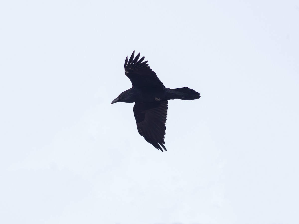 Common Raven - Alex Eberts