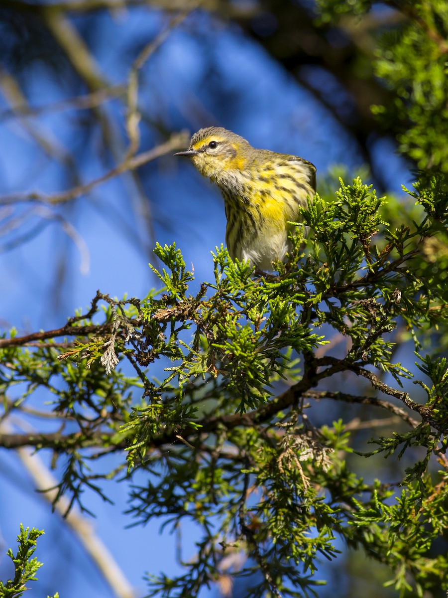 Cape May Warbler - ML129567501