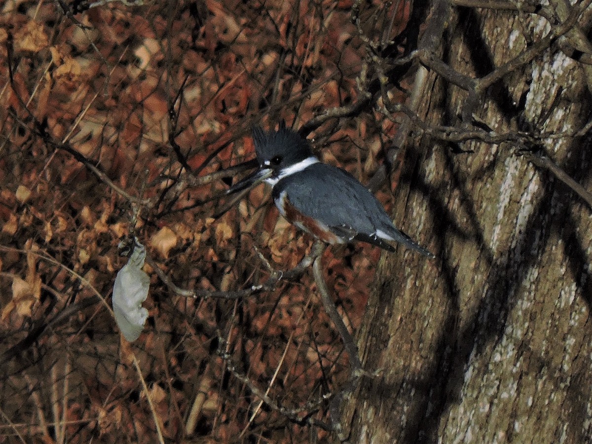 Belted Kingfisher - ML129571521