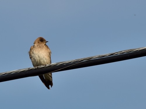 Northern Rough-winged Swallow - Prayitno Goenarto