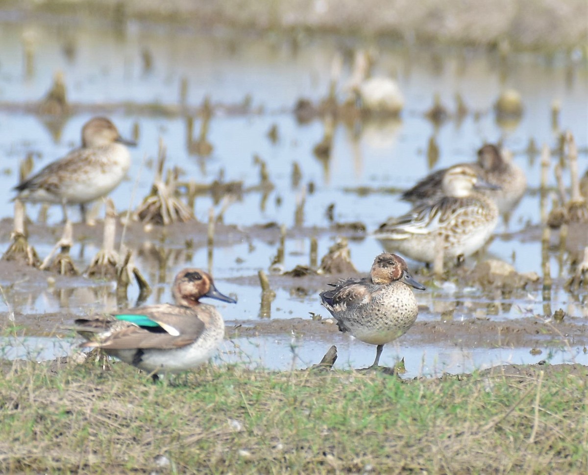 Green-winged Teal - ML129576811