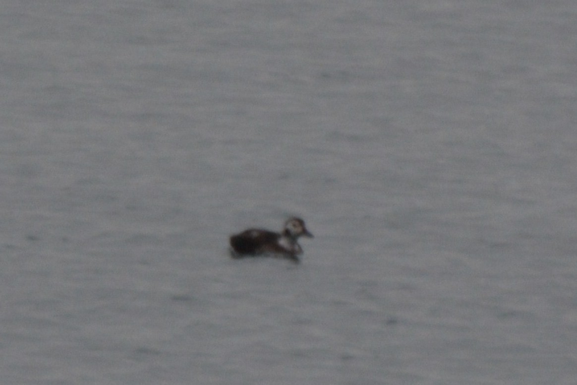 Long-tailed Duck - ML129580231