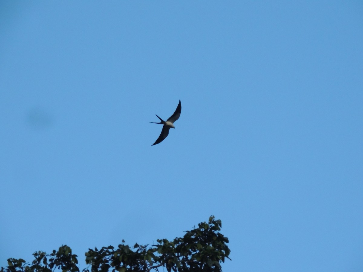 Swallow-tailed Kite - Jorge Tiravanti