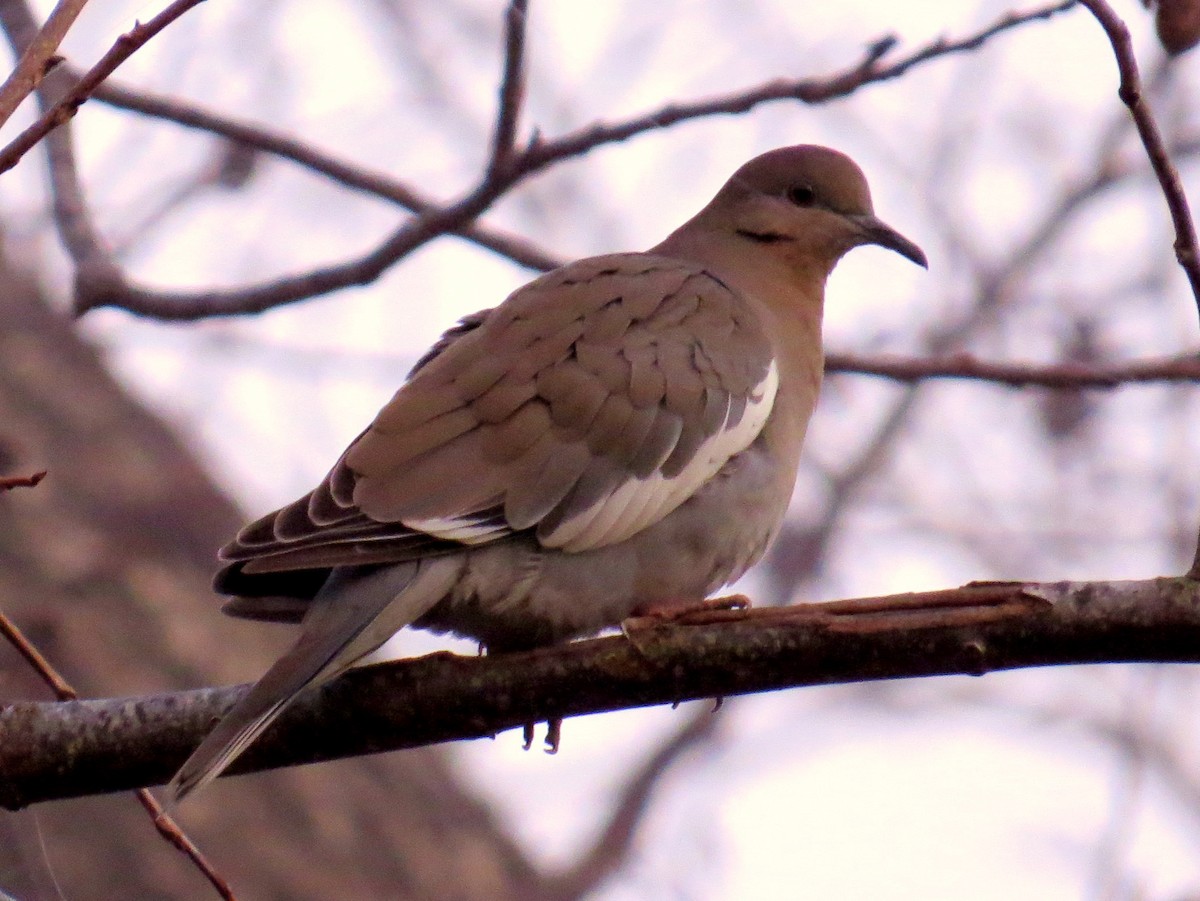 White-winged Dove - Scott Schwenk