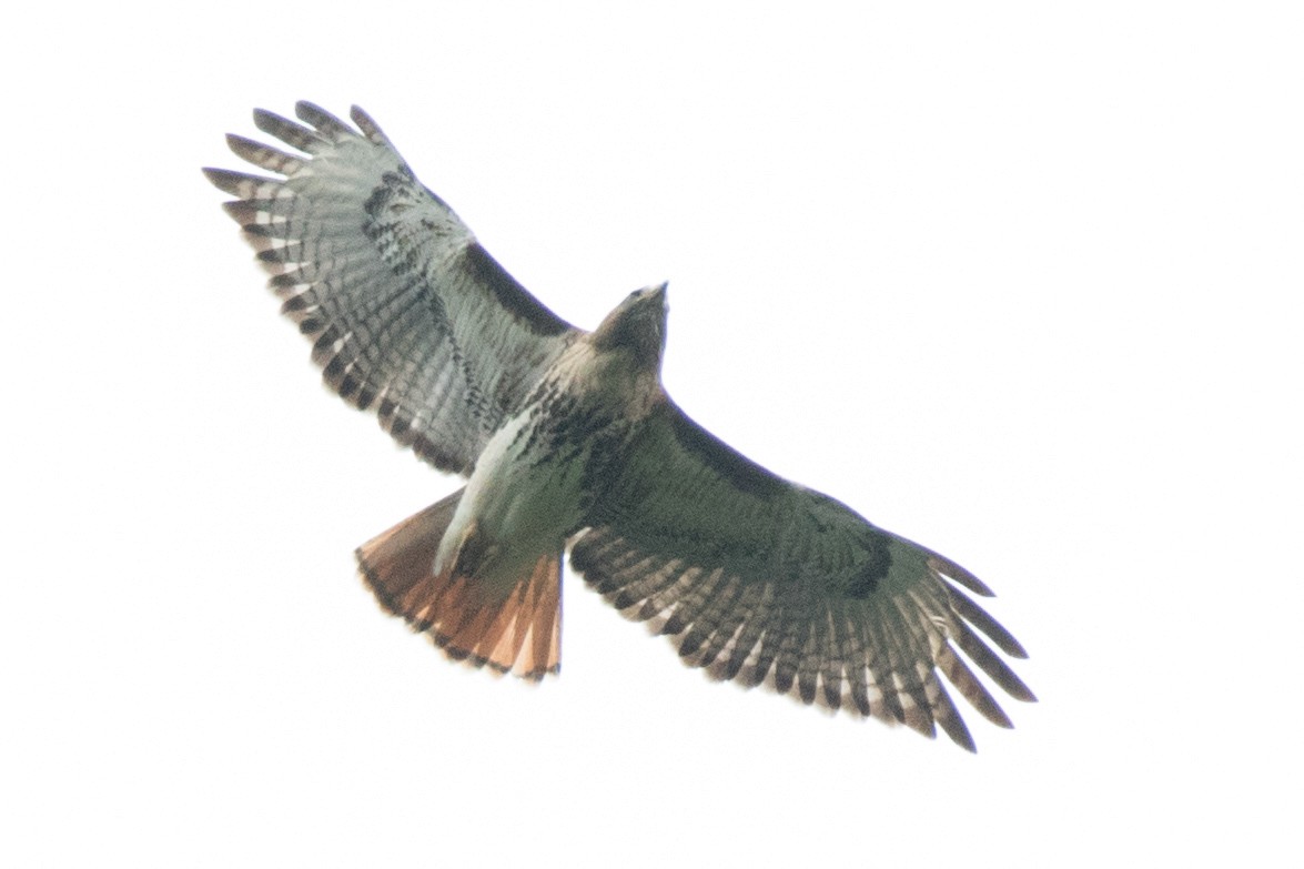Red-tailed Hawk (solitudinis) - Garrett Lau