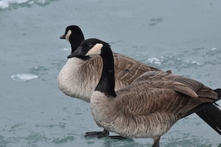 Canada Goose, ML129587711