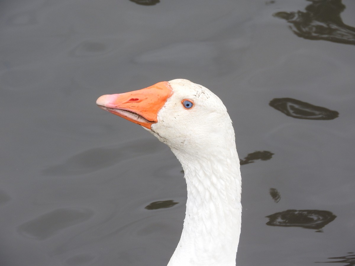 Domestic goose sp. (Domestic type) - ML129588491