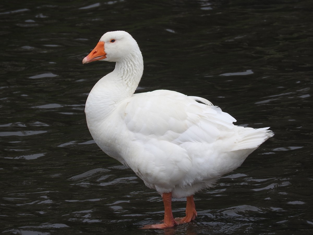Domestic goose sp. (Domestic type) - ML129588581