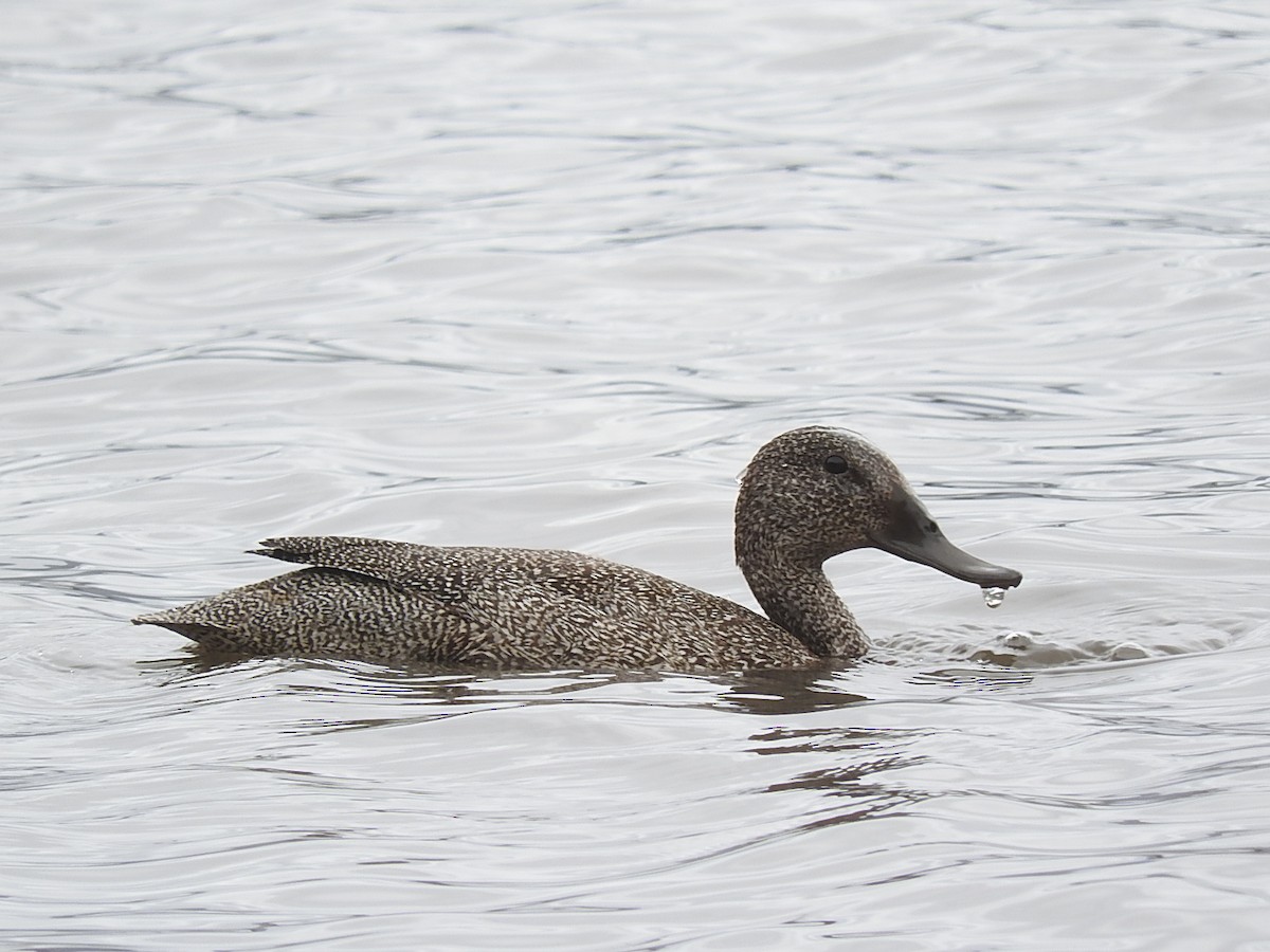Freckled Duck - ML129592501